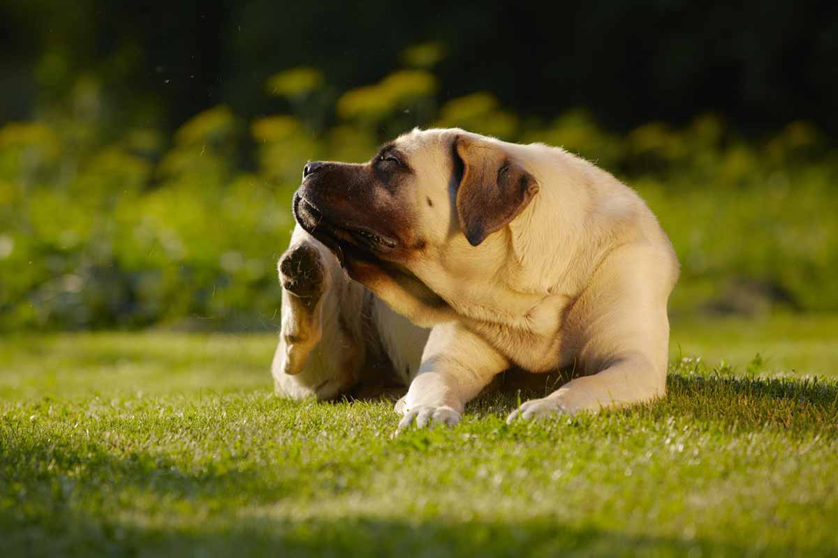 ¿Por qué mi perro es alérgico cuando otros nunca tienen este problema?