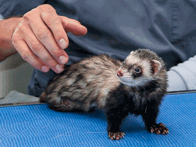 Nouveaux Animaux de Compagnie