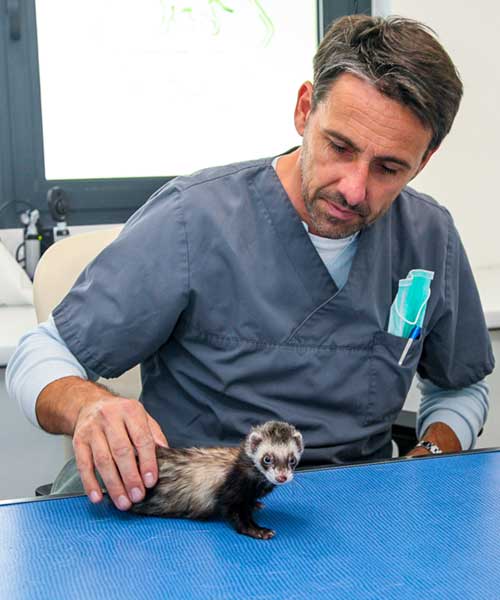 Nouveaux Animaux de Compagnie