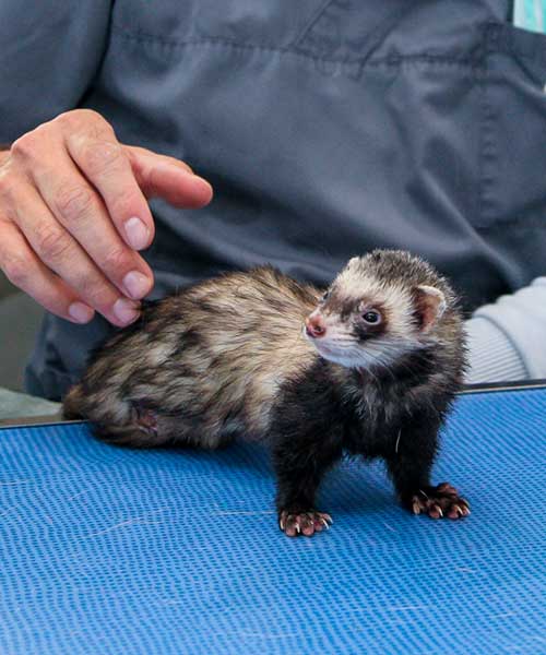 Nouveaux Animaux de Compagnie